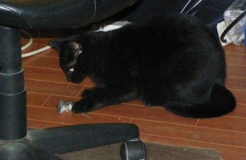 the-mouser2 kitty becomes a cat