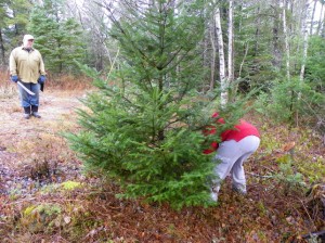 Harvesting a Christmas Tree