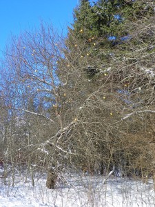 snowy apple tree