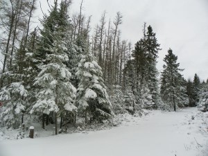 snowy driveway