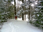 A walk in the woods.