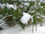 Snowy branch.