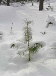 A hopeful pine tree.
