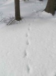 fox tracks