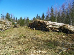 lots of logs