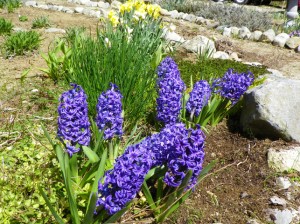 Hyacinth and Daffodils