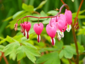 Bleeding Heart