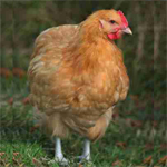 Buff Orpington Chicken