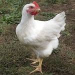 Cornish Rock Chicken