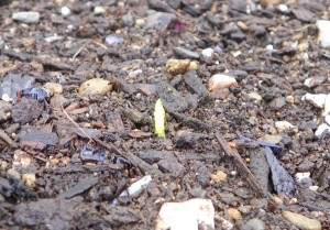 Snow Peas Sprouting