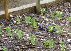 snow peas may 17