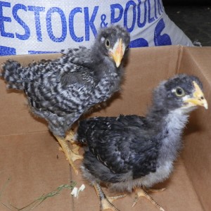 Rooster (left) hen (right)