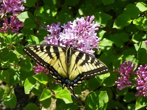 Canadian Tiger Swallowtail in my Korean Lilacs