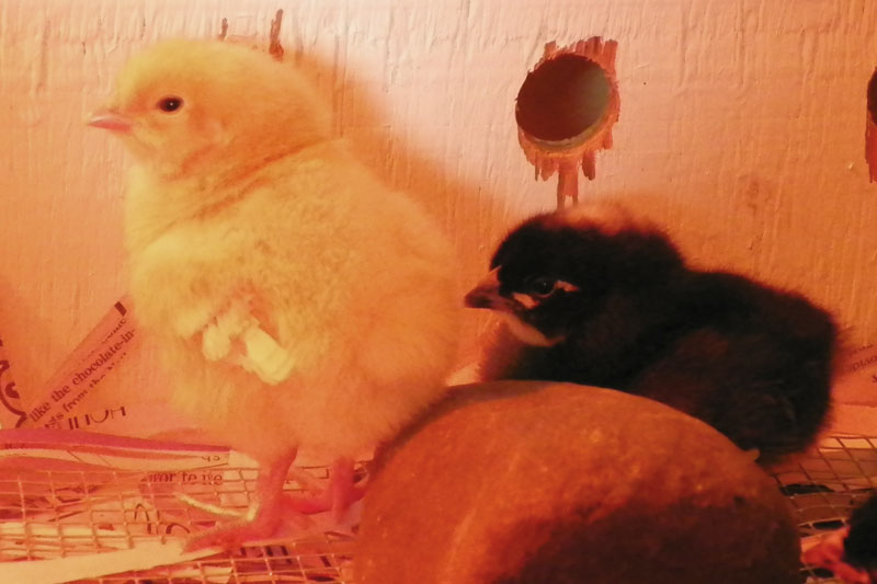 Baby Chicks – Day 3 at Downeast Thunder Farm