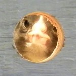 Curious baby chick