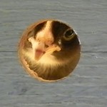 Peeking baby chick