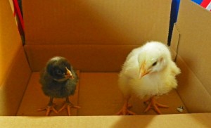 chicks at one week