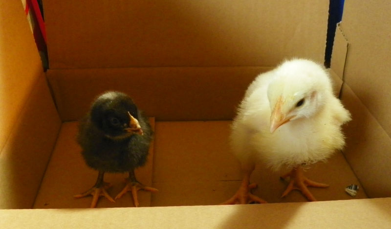 Chicks – Week One at Downeast Thunder Farm