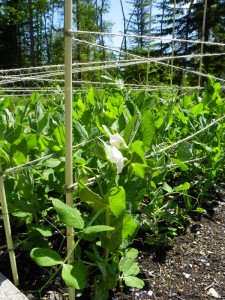 first snow pea flower