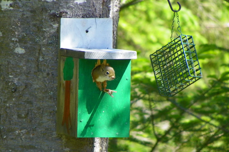 Our Resident Squirrel Family