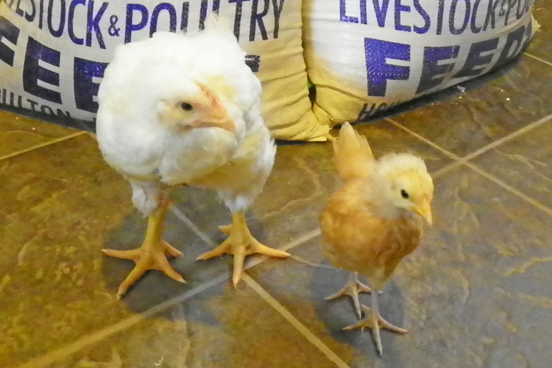 Chicks at Week Four