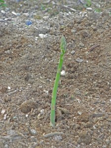 my first asparagus