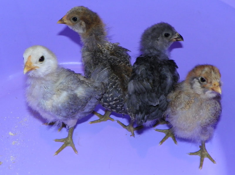 bantam-ameraucana