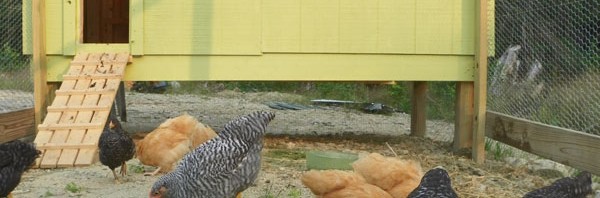 The coop flower box - let's hope they don't eat the flowers!