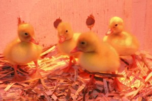 baby ducklings