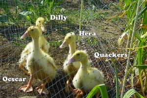 Ducklings in the Garden