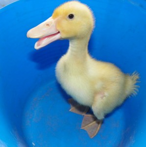 cute duck in a bucket