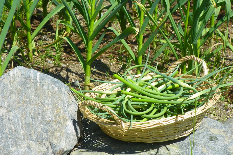 Working For Your Garlic