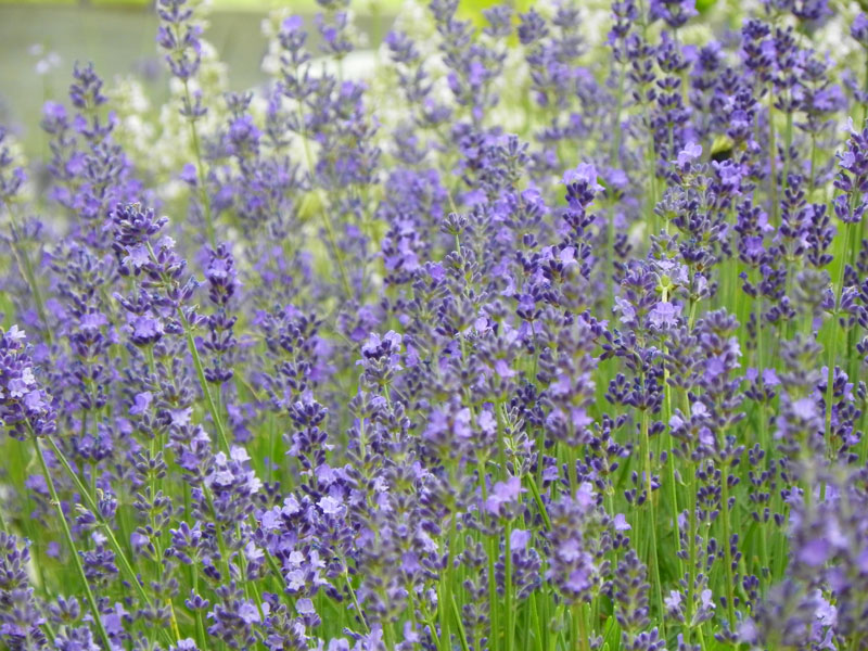 The Summer Scent of Lavender