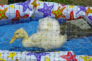 Ducks in the Pool