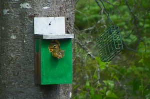 two squirrels in a birdhouse