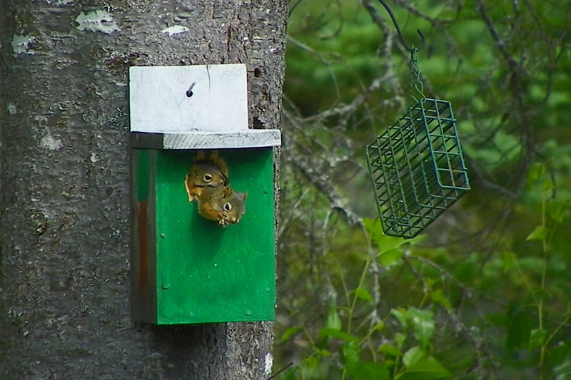 Squirrel Family: The Sequel