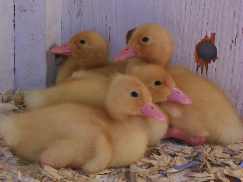Shy Week Old Ducklings