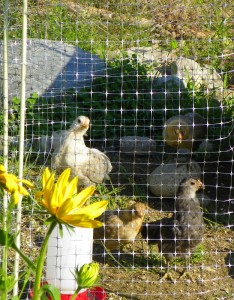 clover the bantam chicken