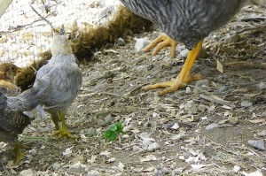 barred rock - bantam size comparison