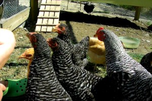 blackberry loving chickens