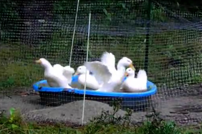 Tropical Storm Irene Brings Ducky Weather