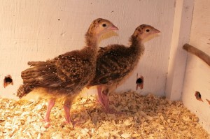 three week old turkeys