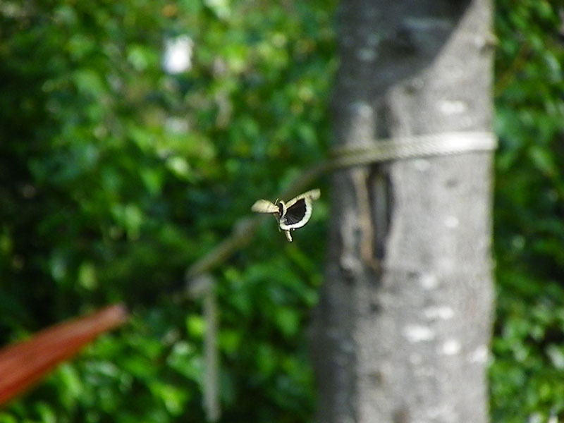 Winged grasshopper in flight