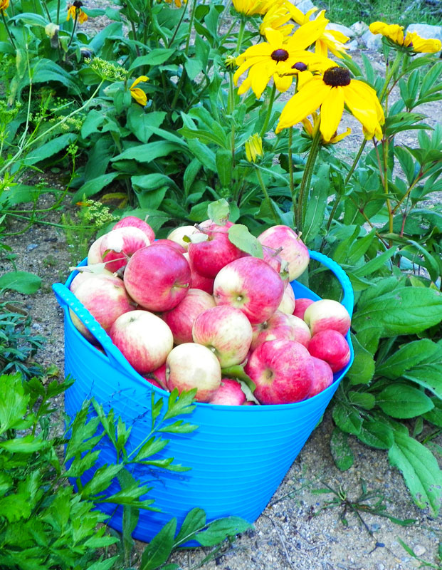 Maine Apple Sunday at Downeast Thunder Farm