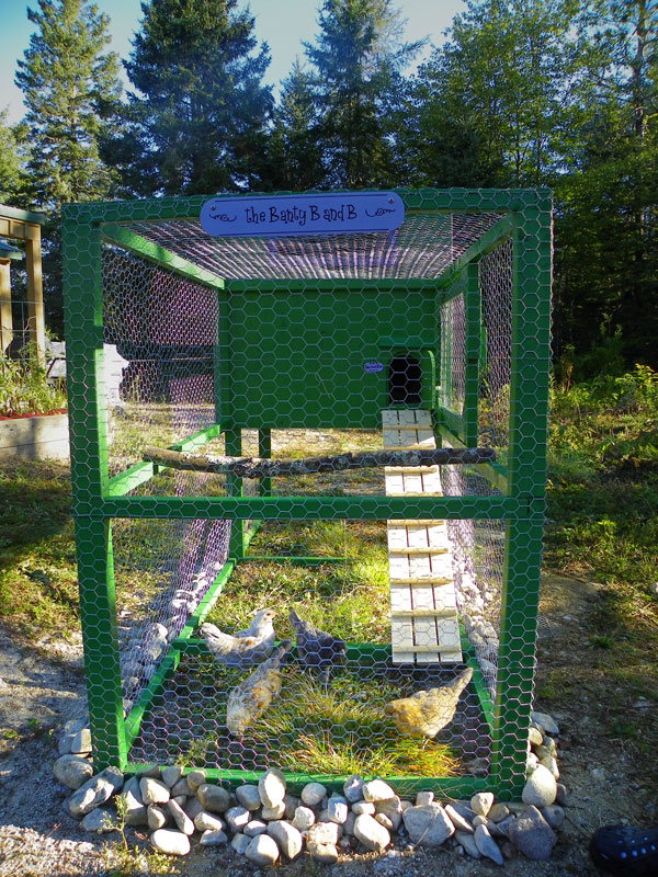 bantam chickens in chicken tractor