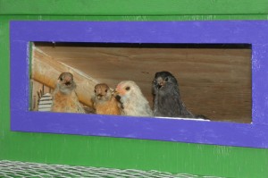 The bantys in their window checking out the ducks