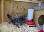 opening to nesting boxes