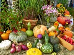 Colorful gourds at the Common Ground Fair