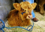 A darling Scottish Highland calf.