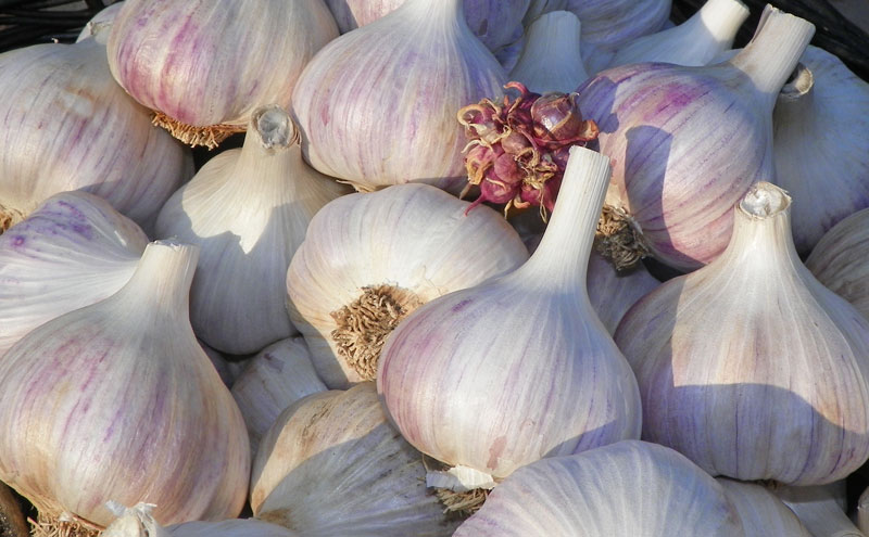 Gorgeous, Glorious, Garlic!